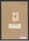 Triceratium promineus Grev. (de-Toni-Nr.: Genus 140, Species 3771) Zeichnungen Sammlung Grunow Nr. 7285 (NHMW-BOT-W0376304)